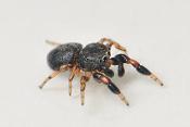 eikenspringspin (ballus chalybaeius=b. depressus) 5-2012 8439